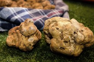 tartufo-bianco